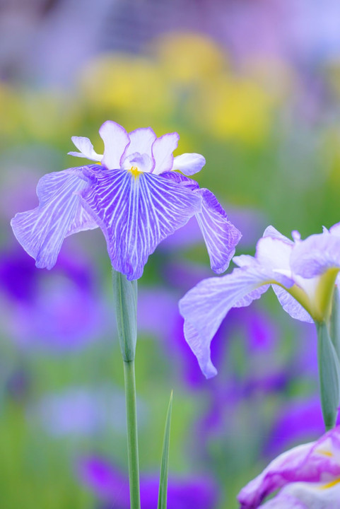 花菖蒲