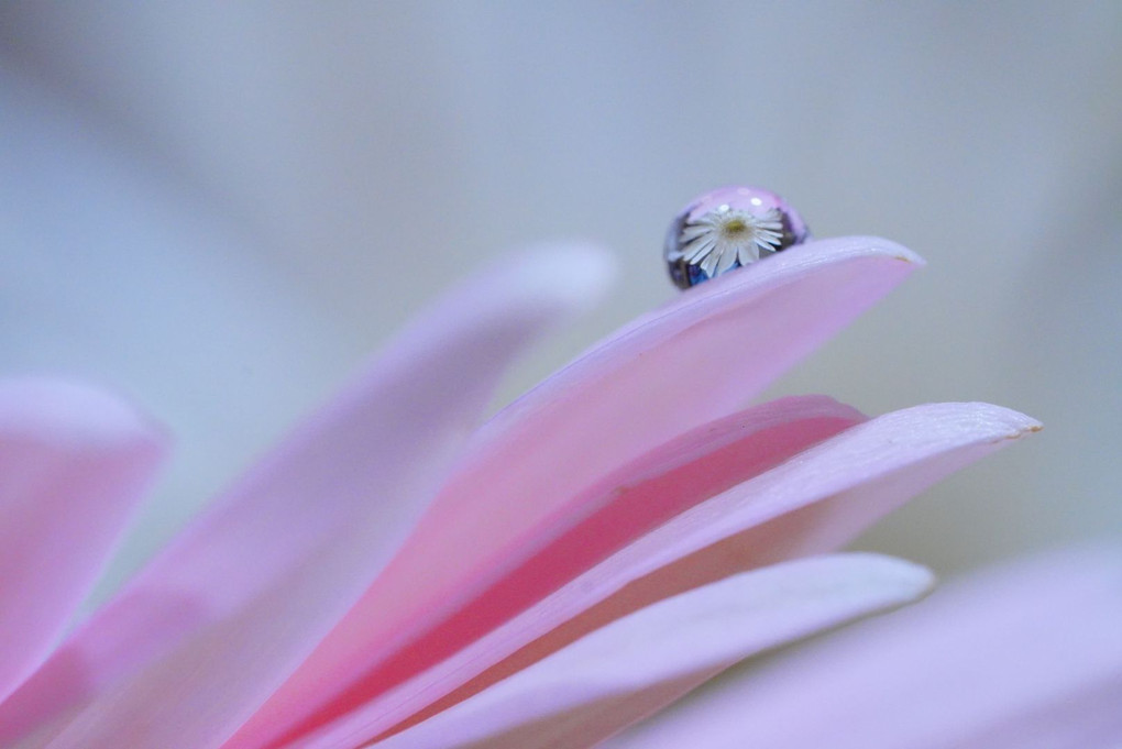 水滴写真 しずくの中の花