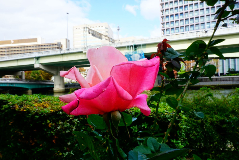 都会で咲くバラ達