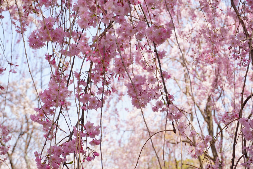 桜の季節〜平野神社にて2018〜