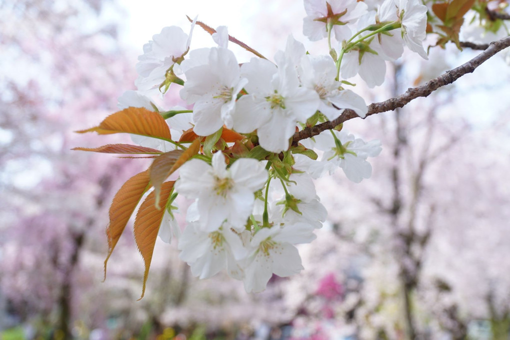 桜の季節〜平野神社にて2018〜
