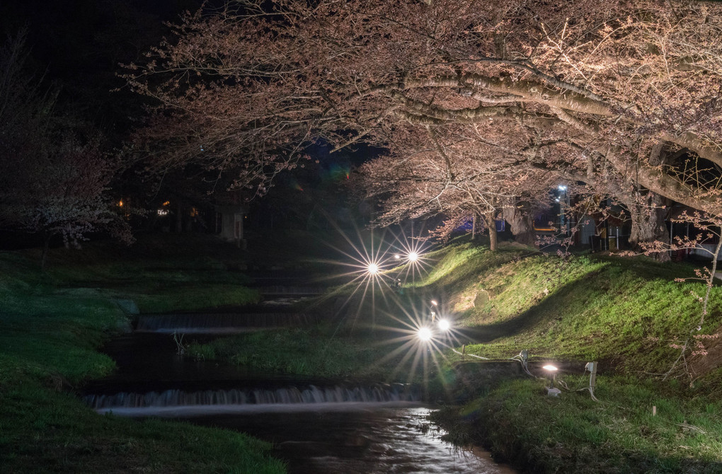 観音寺川の夜桜