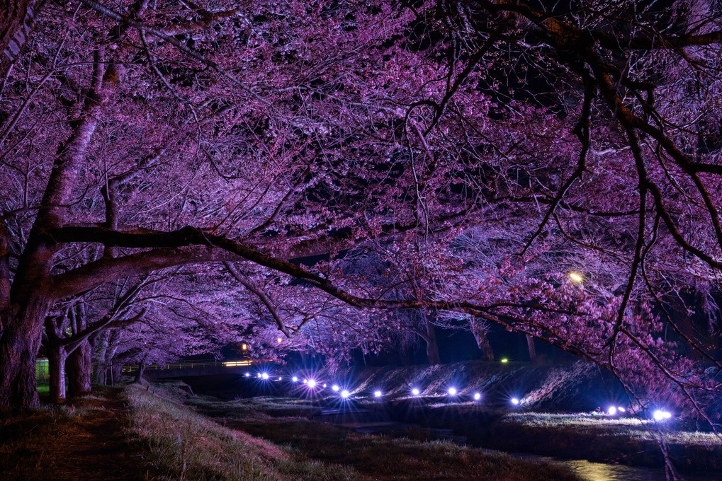 観音寺川の夜桜