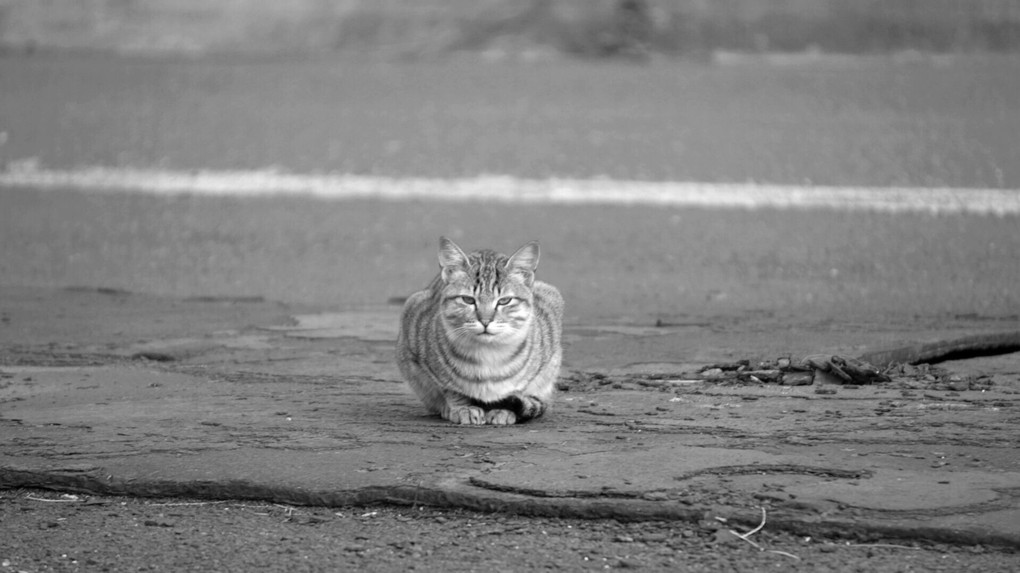 寒空と猫