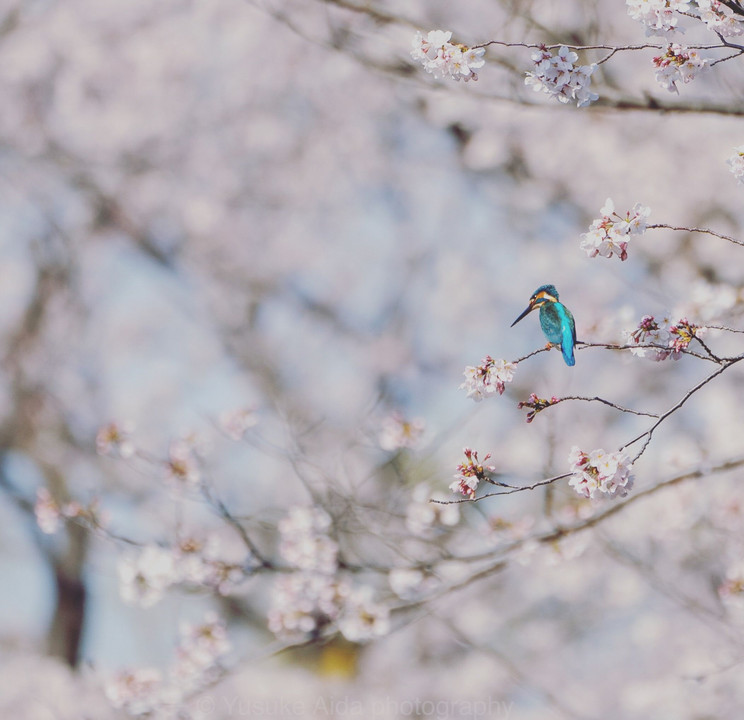 桜見のカワセミ