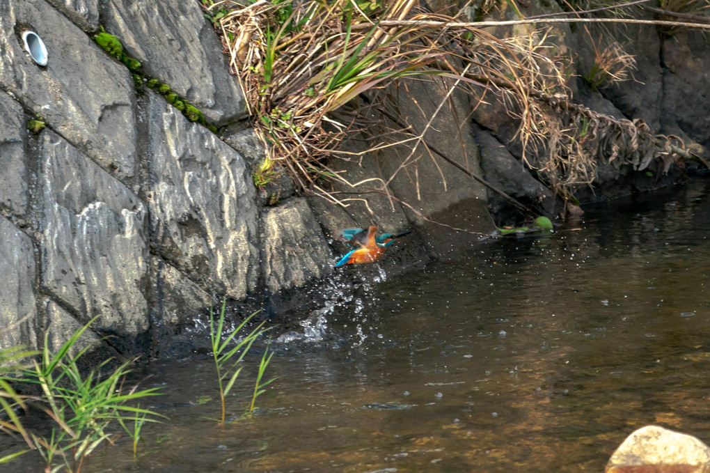 カワセミの飛び込み