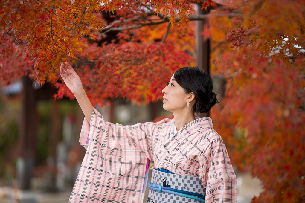 紅葉と和服美人portrait