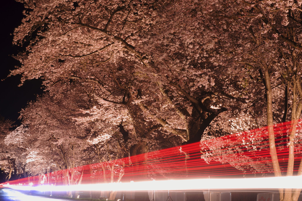 ライトアップされた桜並木