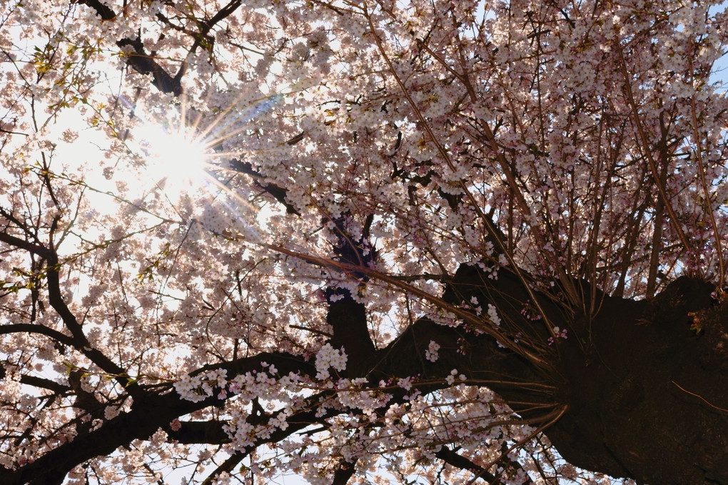 岩手も桜が咲きました。