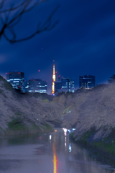 千鳥ヶ淵の桜と東京タワー