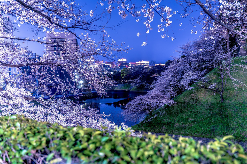 千鳥ヶ淵、桜夜景