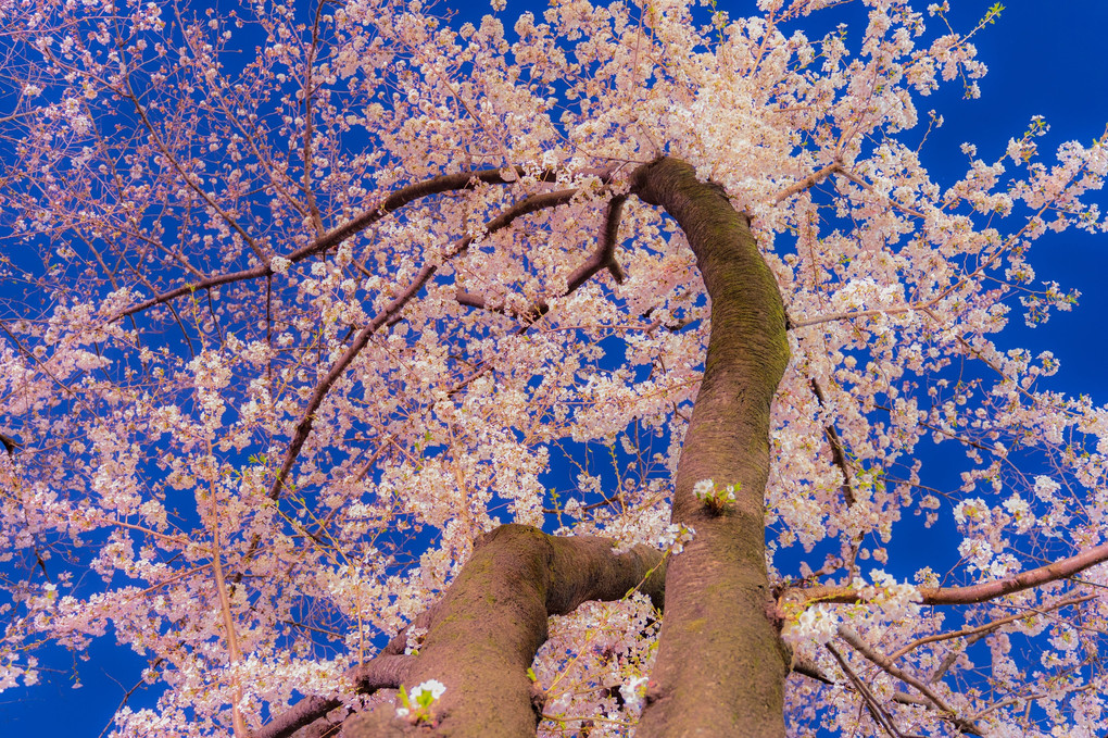 千鳥ヶ淵、桜夜景