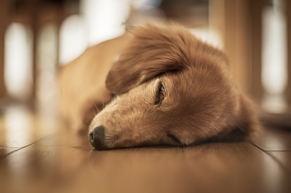 我が家のお犬様