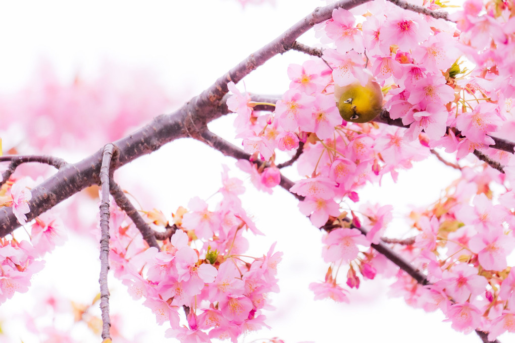 桜の精