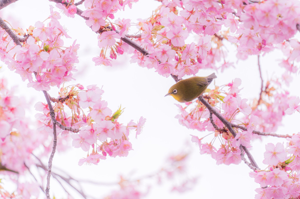 桜とメジロの対話