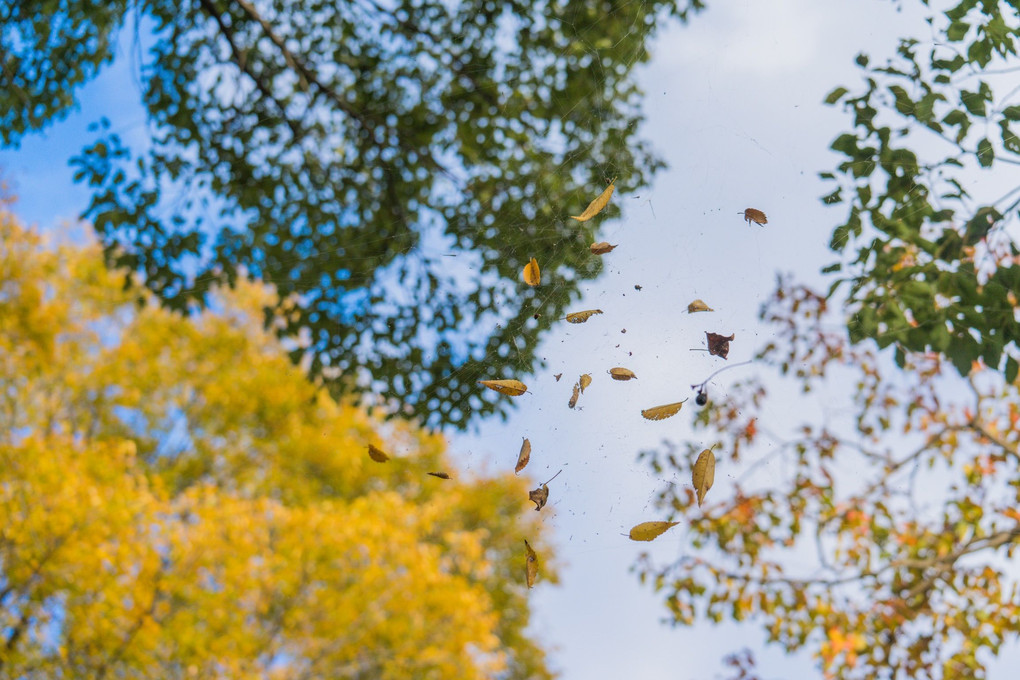 空に浮かぶ秋