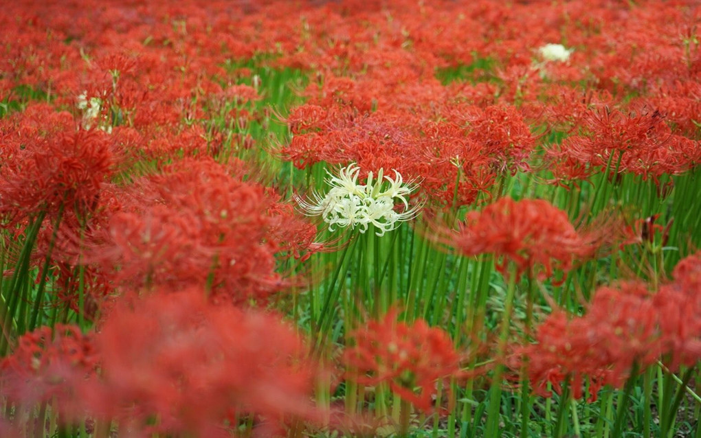 もう一つの紅