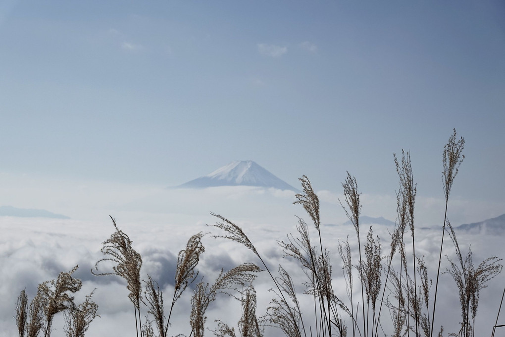 枯れ尾花と霊峰