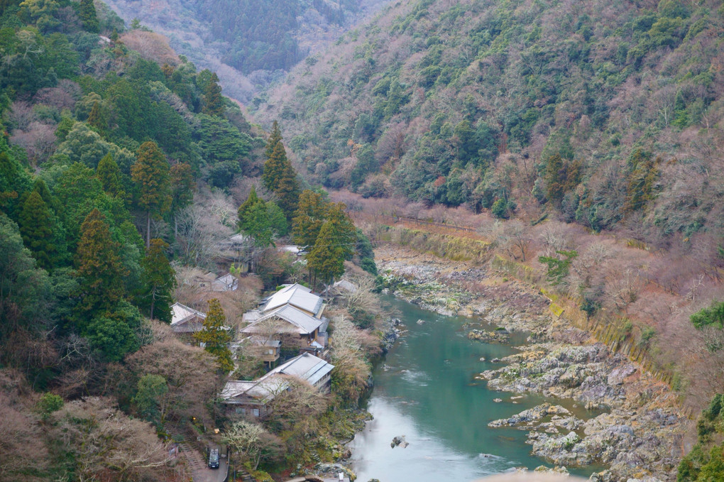 嵐山の竹林