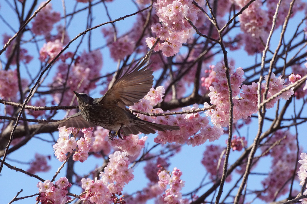 ヒヨドリと椿寒桜