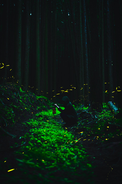 *Magic Forest*