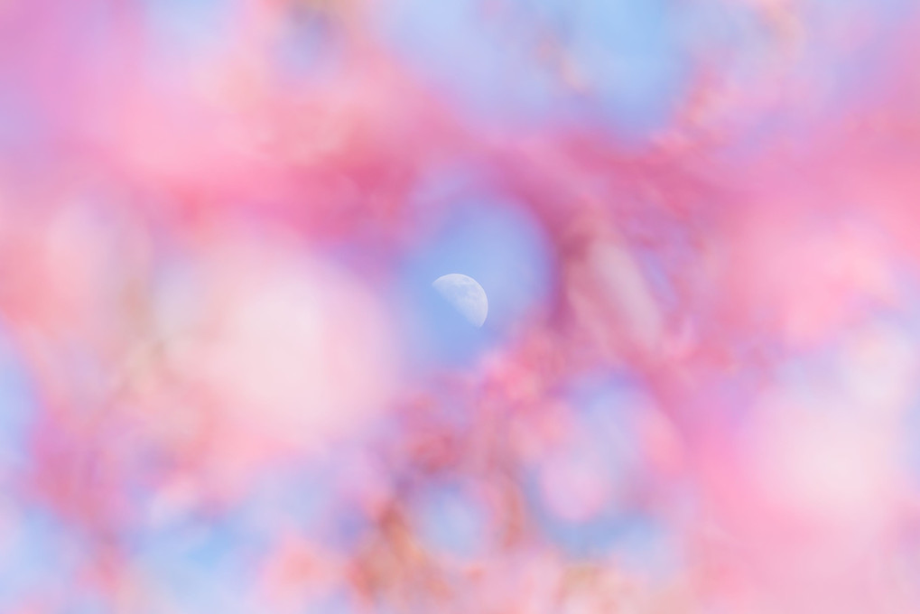 *Pink Moon*
