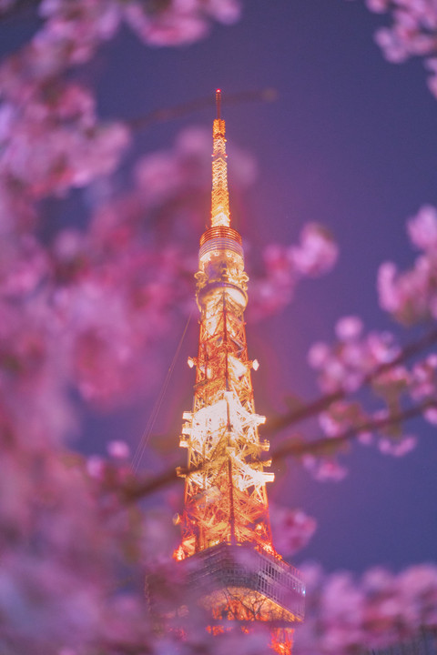 *TOKYO TOWER OF SPRING*