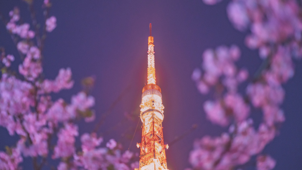 *TOKYO TOWER OF SPRING*