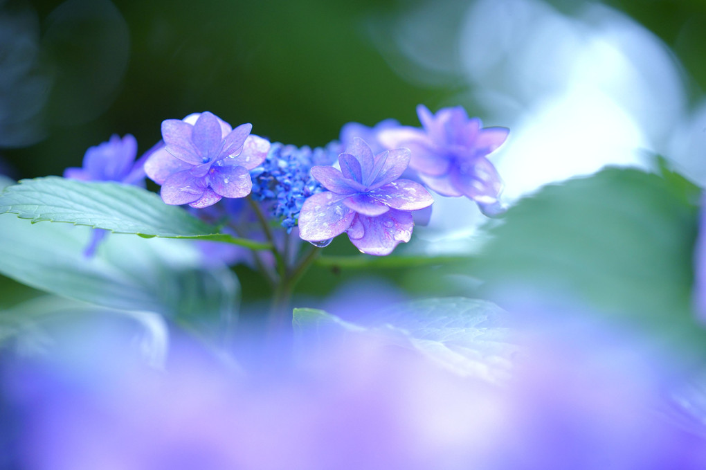 雨に濡れる紫陽花1
