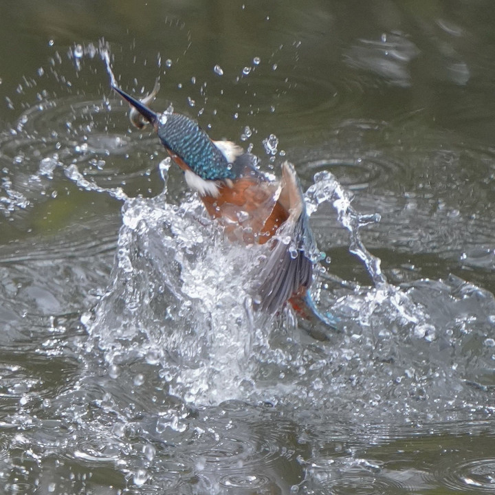 お魚咥えての飛び出し