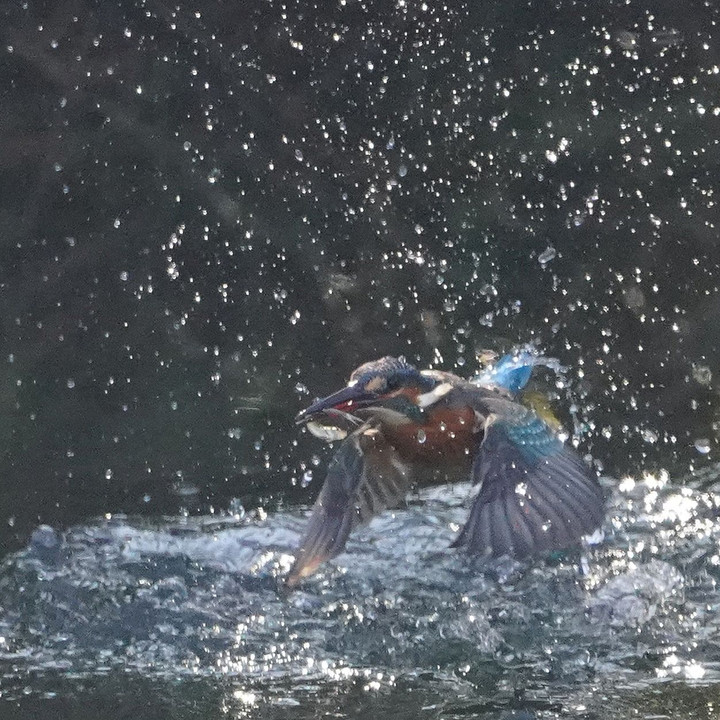  お魚咥えての飛び出し