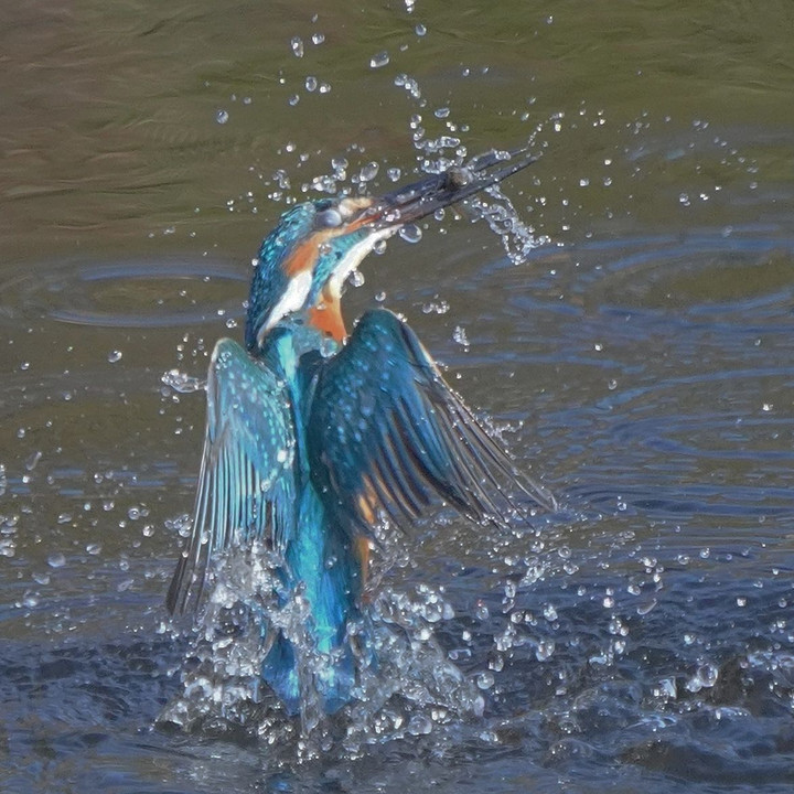 離水お魚ゲット