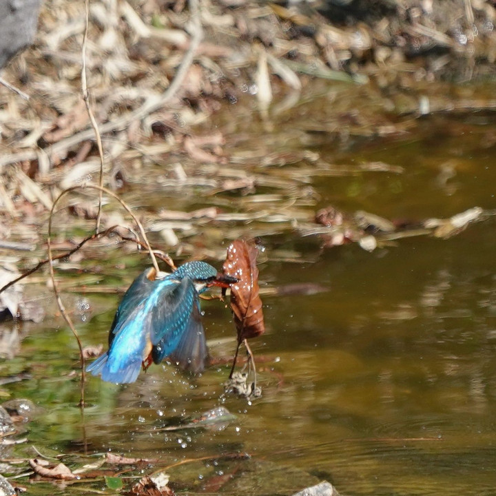 枯れ葉とお魚ゲット