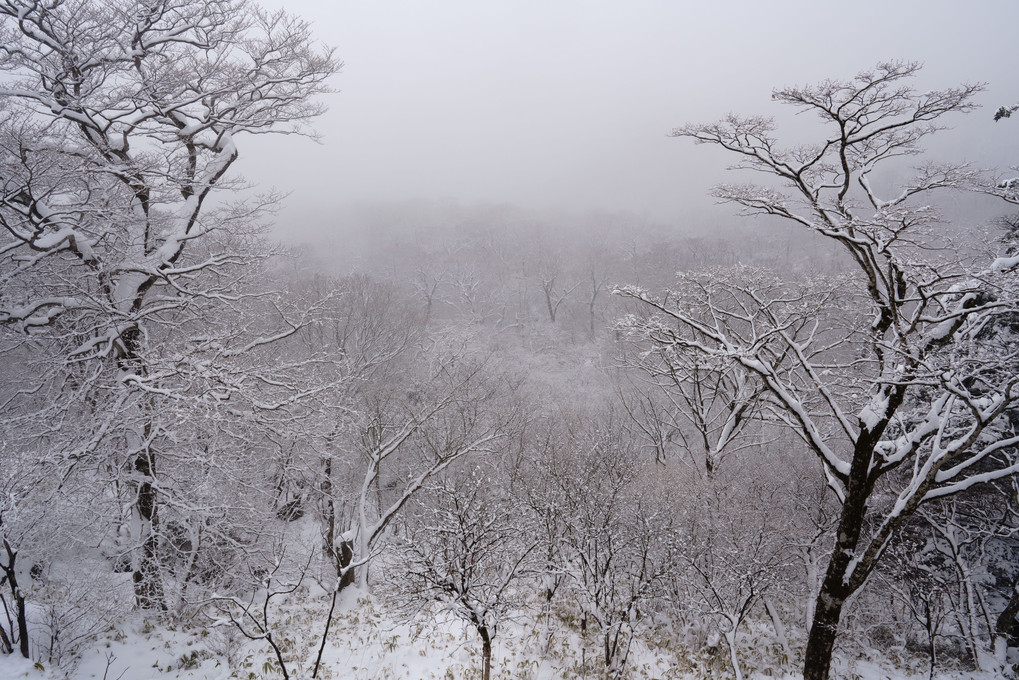 雪中　霧中　夢の中