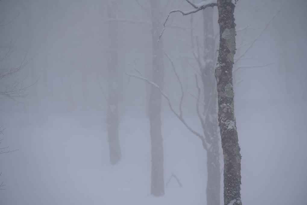 雪中　霧中　夢の中