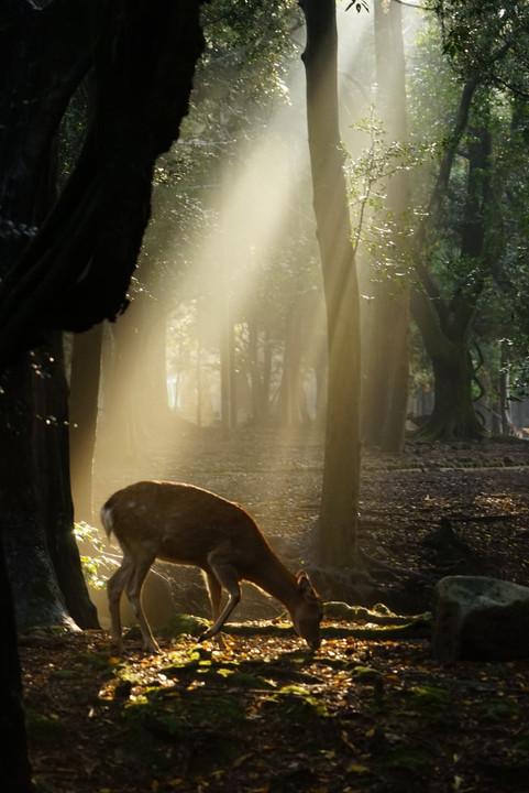 朝霧の奈良公園