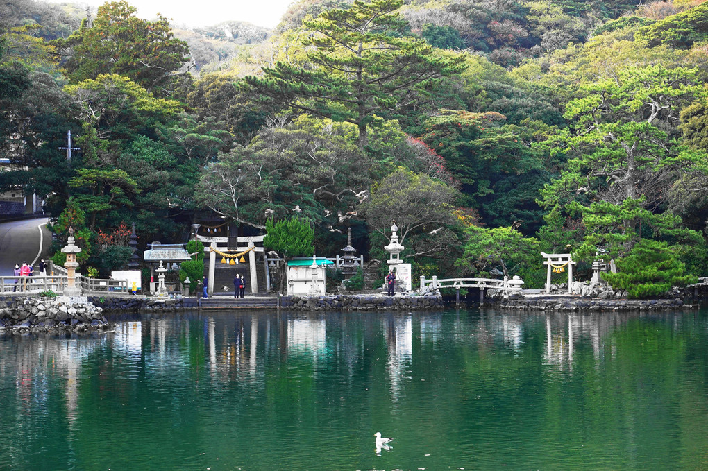 鯛が泳ぐ池と厳島神社