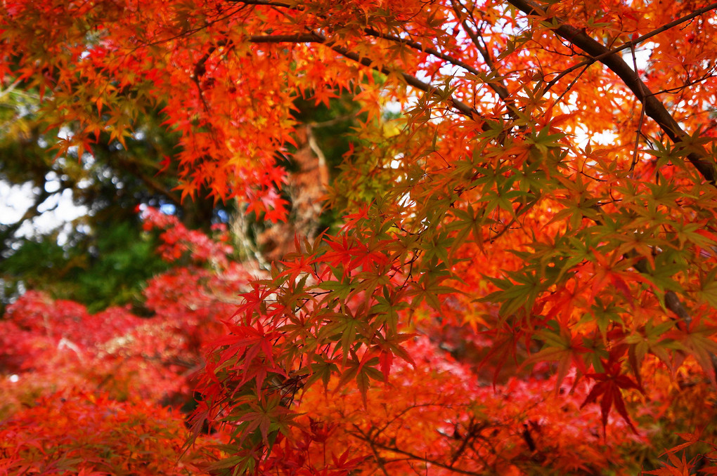 奈良公園の紅葉。