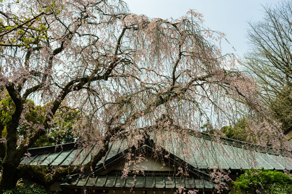 早雲善寺の桜