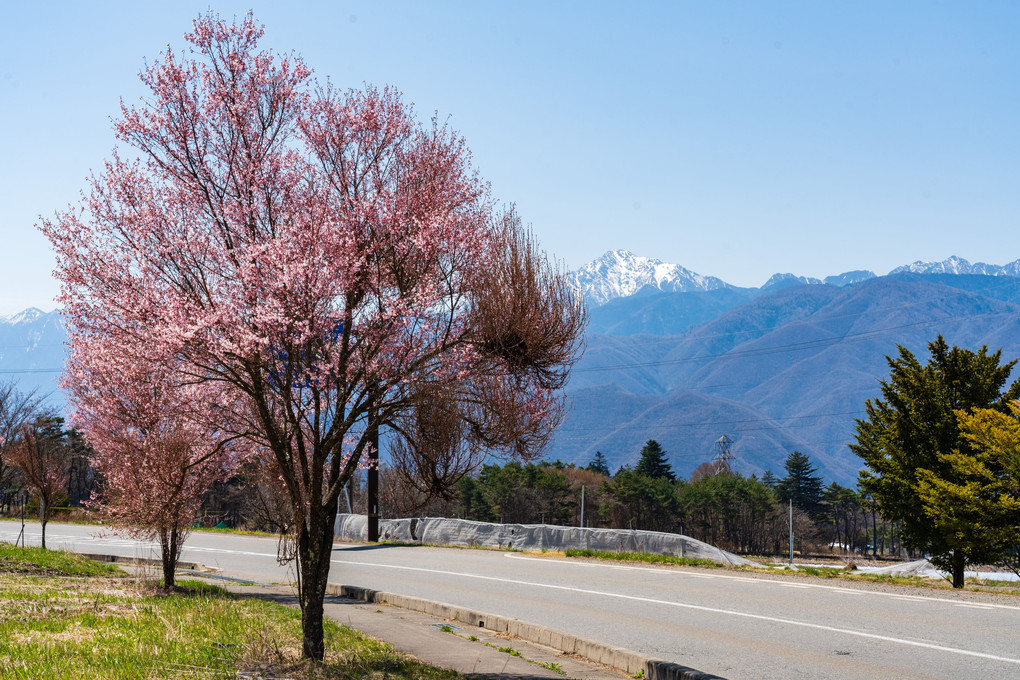 一本桜と甲斐駒ヶ岳