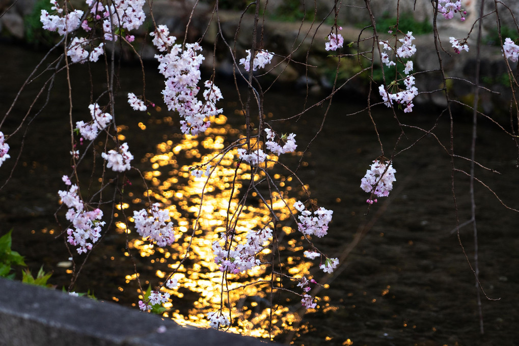 Kyoto Sakura