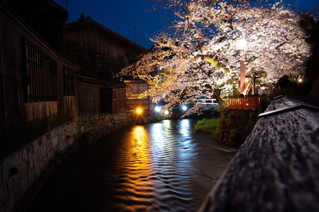 Kyoto Sakura