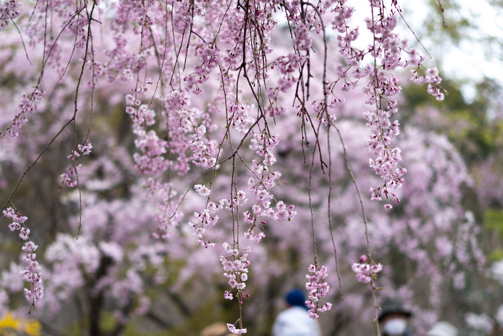 SAKURA 2019