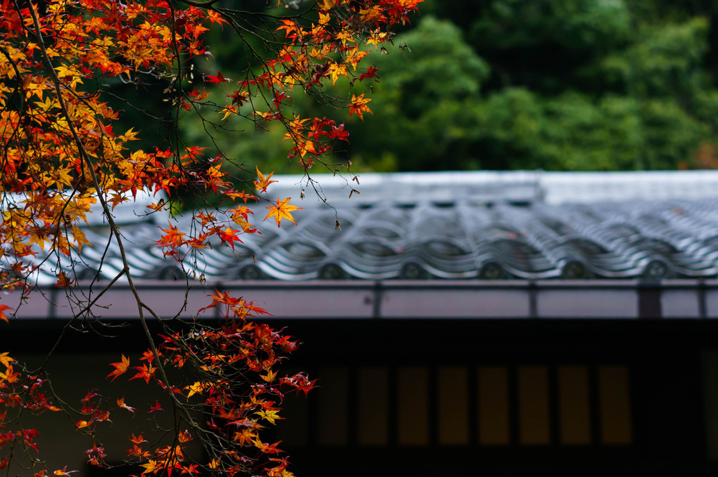 京都・蓮華寺