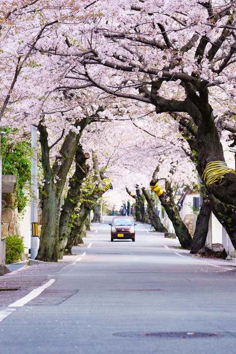 神戸・桜のトンネル