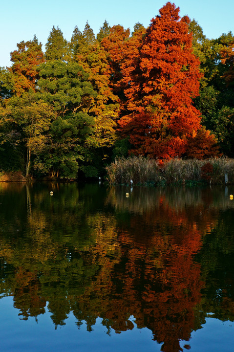 公園の朝