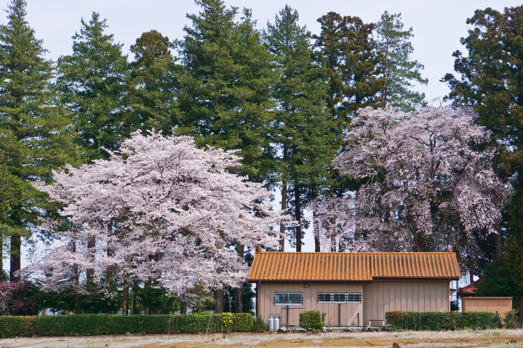 公民館の桜