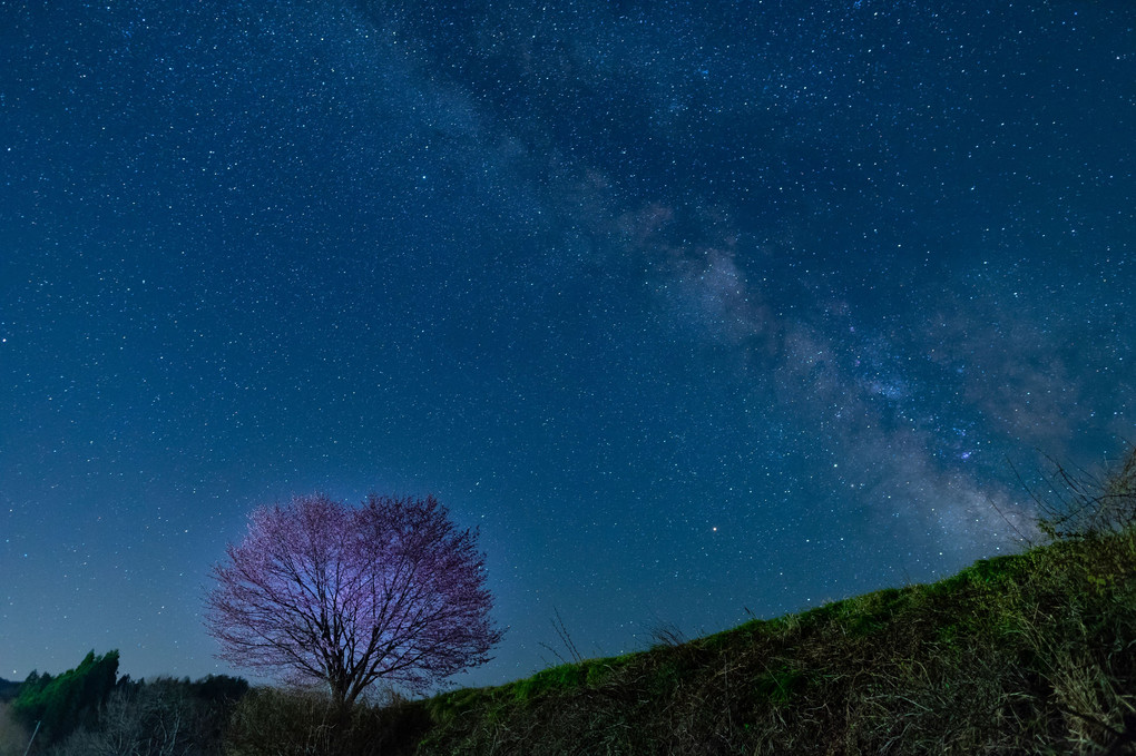 天の川と一本桜