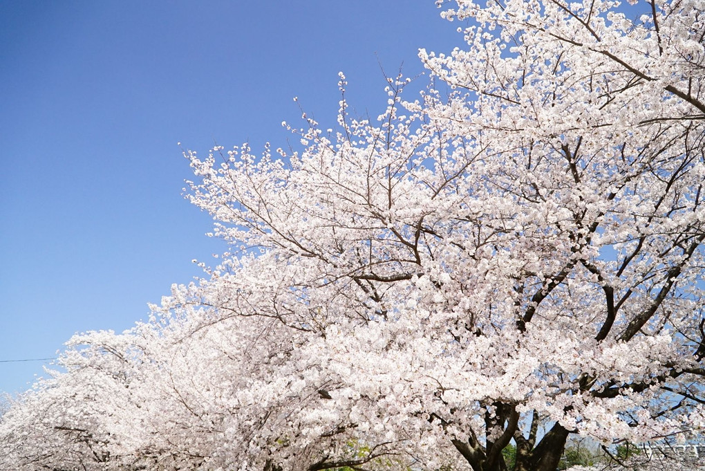 運動公園の桜