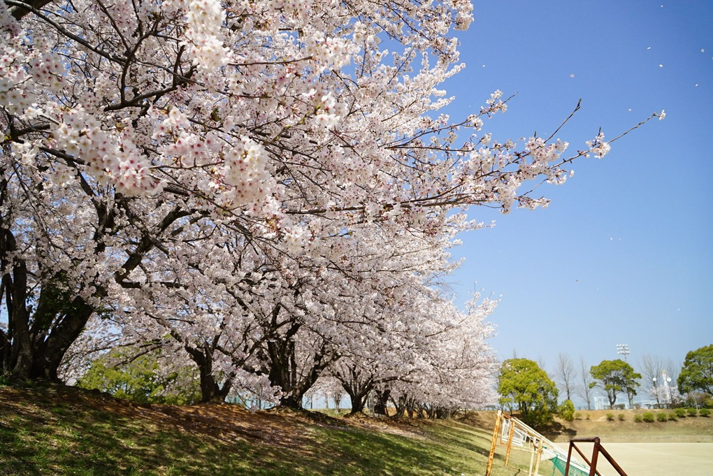 運動公園の桜